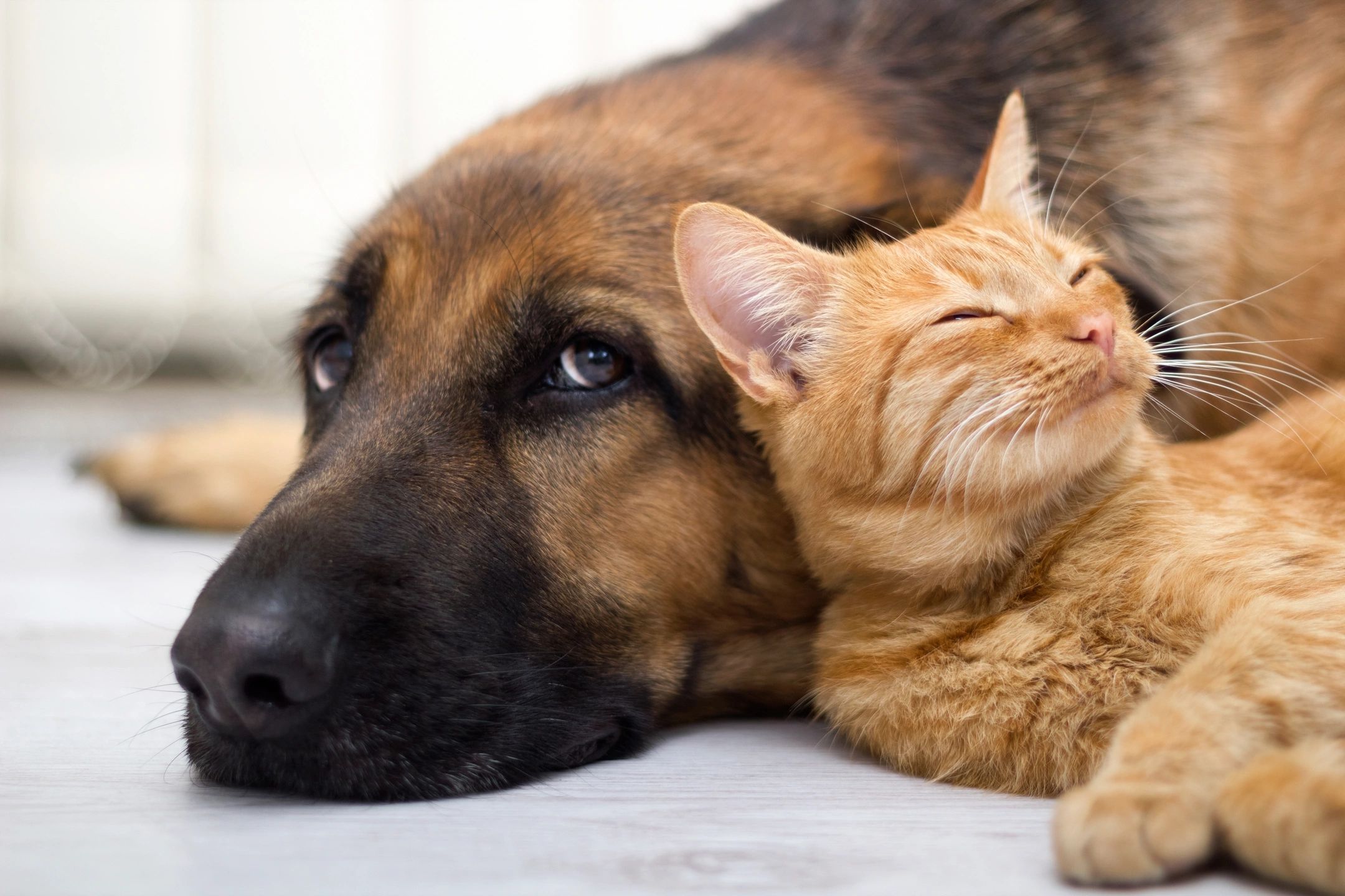a dog and cat relaxing together