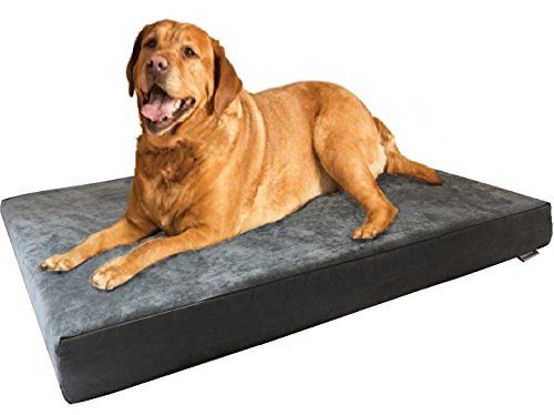 A dog resting on his Dog Bed 4 Less bed