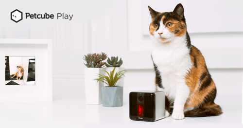 Pet Cube Play and a Cat